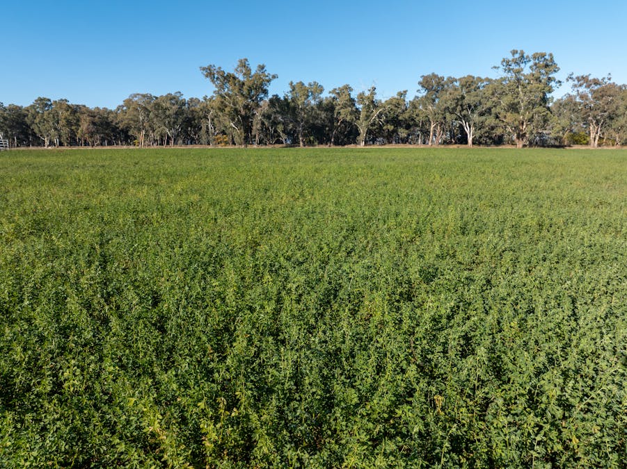 2594 Bedgerabong Road, Forbes, NSW, 2871 - Image 20