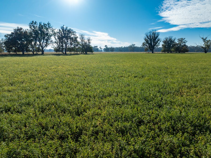 2594 Bedgerabong Road, Forbes, NSW, 2871 - Image 3