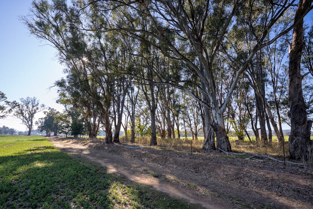 2594 Bedgerabong Road, Forbes, NSW, 2871 - Image 16