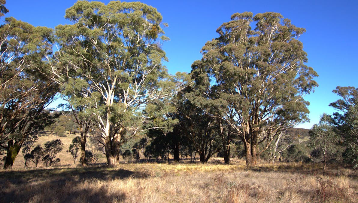 355 Gallymont Road, Mandurama, NSW, 2792 - Image 8