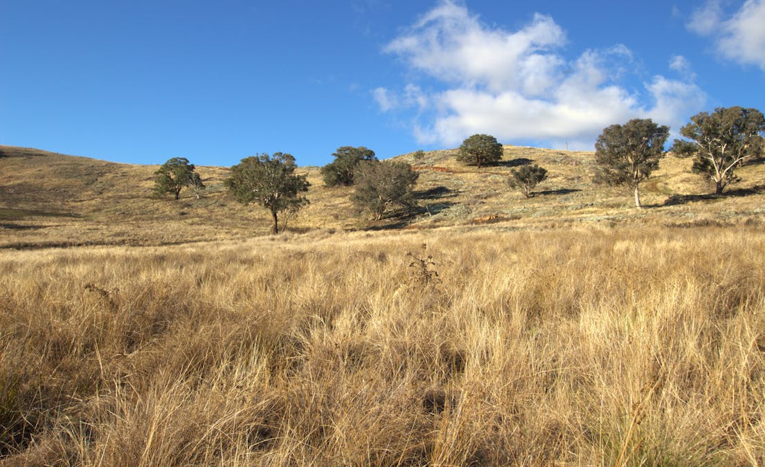 355 Gallymont Road, Mandurama, NSW, 2792 - Image 17