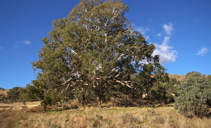 355 Gallymont Road, Mandurama, NSW, 2792 - Image 1