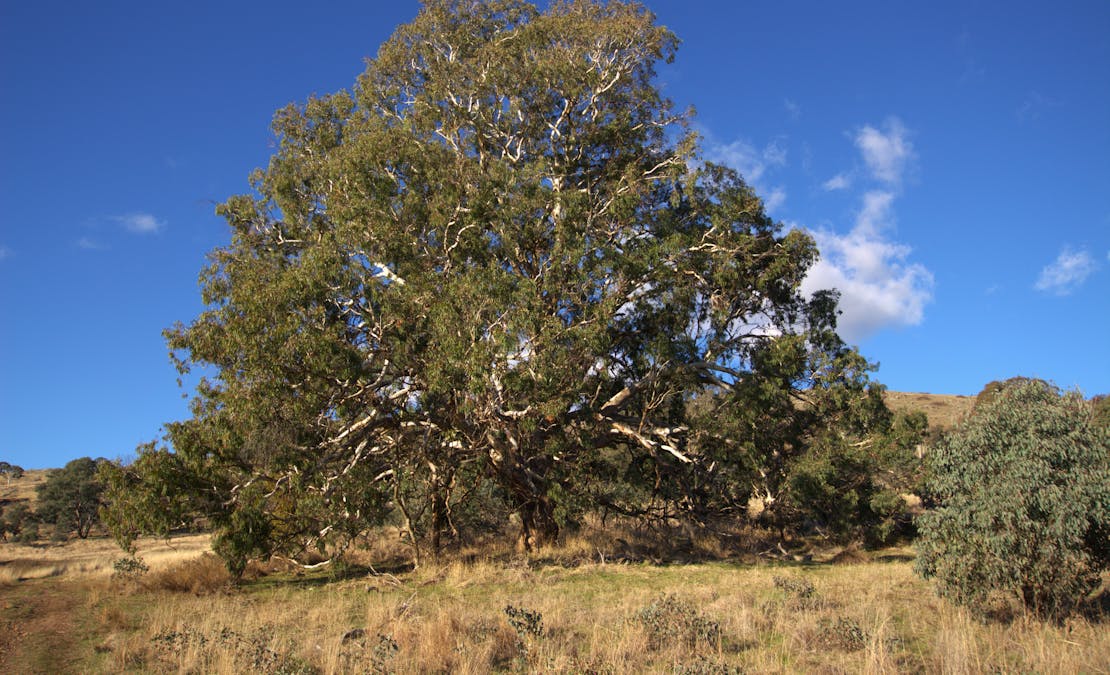 355 Gallymont Road, Mandurama, NSW, 2792 - Image 1