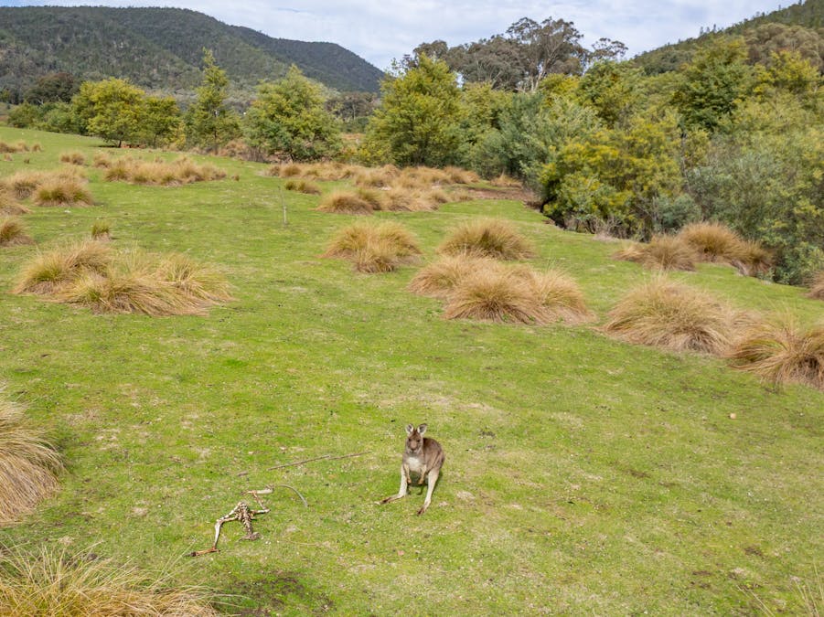 'Part Wattle Valley' Kangarooby Road, Gooloogong, NSW, 2805 - Image 15