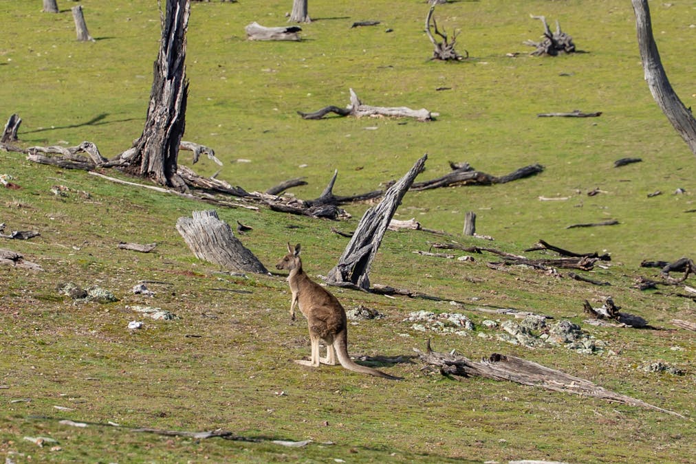 'Part Wattle Valley' Kangarooby Road, Gooloogong, NSW, 2805 - Image 14