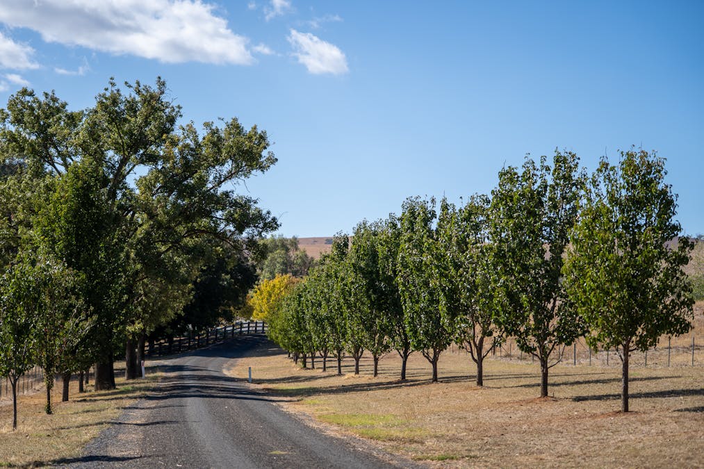 1507 Pine Mount Road, Woodstock, NSW, 2793 - Image 16