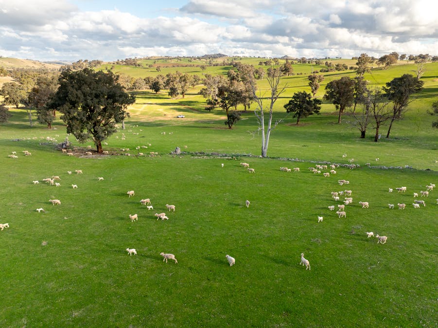 1507 Pine Mount Road, Woodstock, NSW, 2793 - Image 21