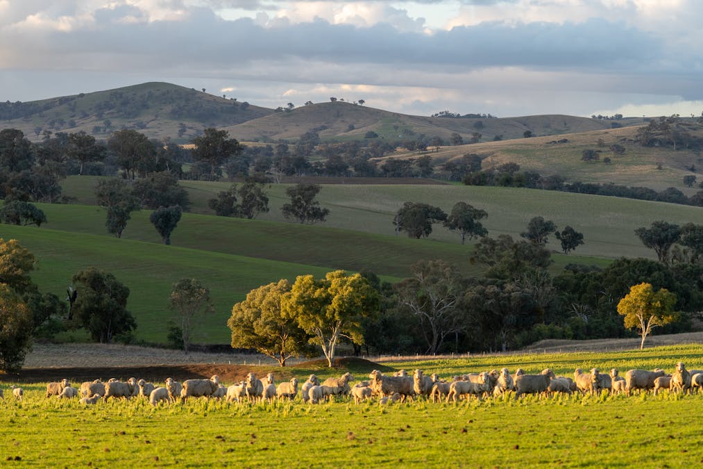1507 Pine Mount Road, Woodstock, NSW, 2793 - Image 35