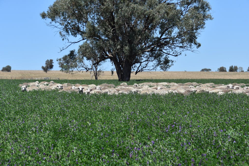 1507 Pine Mount Road, Woodstock, NSW, 2793 - Image 21