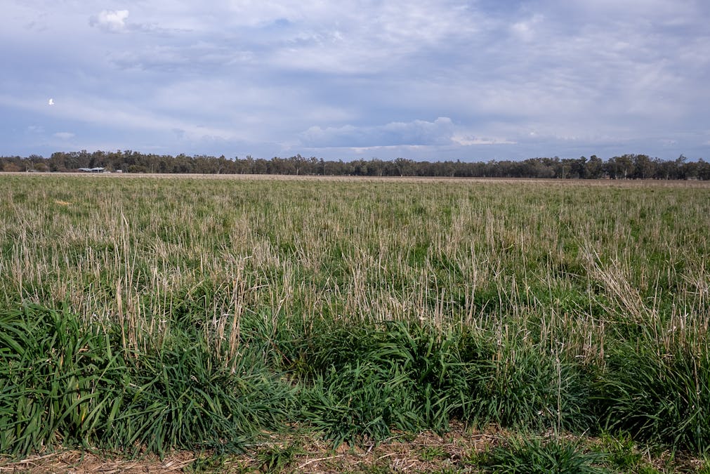 193 McPhillamys Lane, Forbes, NSW, 2871 - Image 21