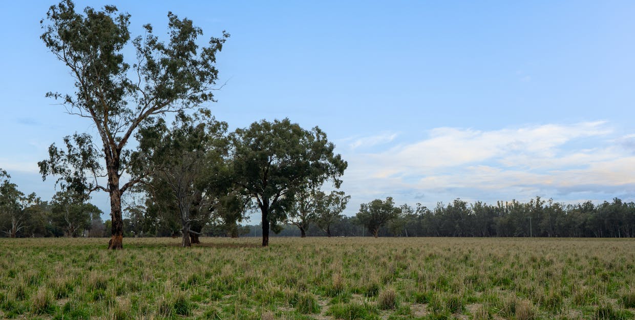 193 McPhillamys Lane, Forbes, NSW, 2871 - Image 28