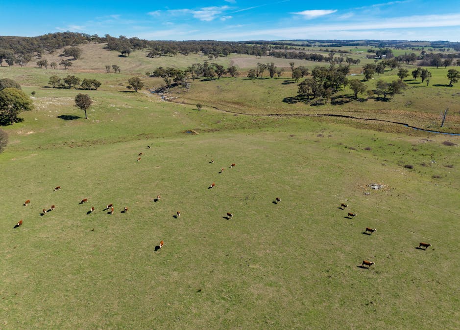 5353 Trunkey Road, Trunkey Creek, NSW, 2795 - Image 7