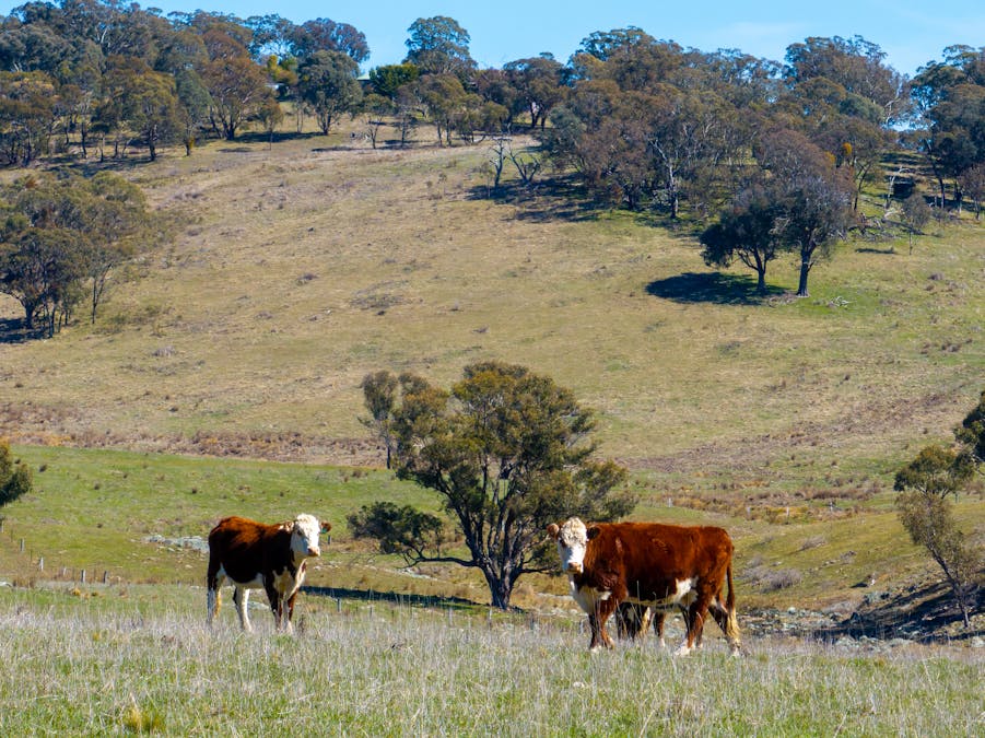 5353 Trunkey Road, Trunkey Creek, NSW, 2795 - Image 8