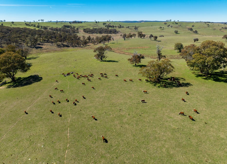 5353 Trunkey Road, Trunkey Creek, NSW, 2795 - Image 6