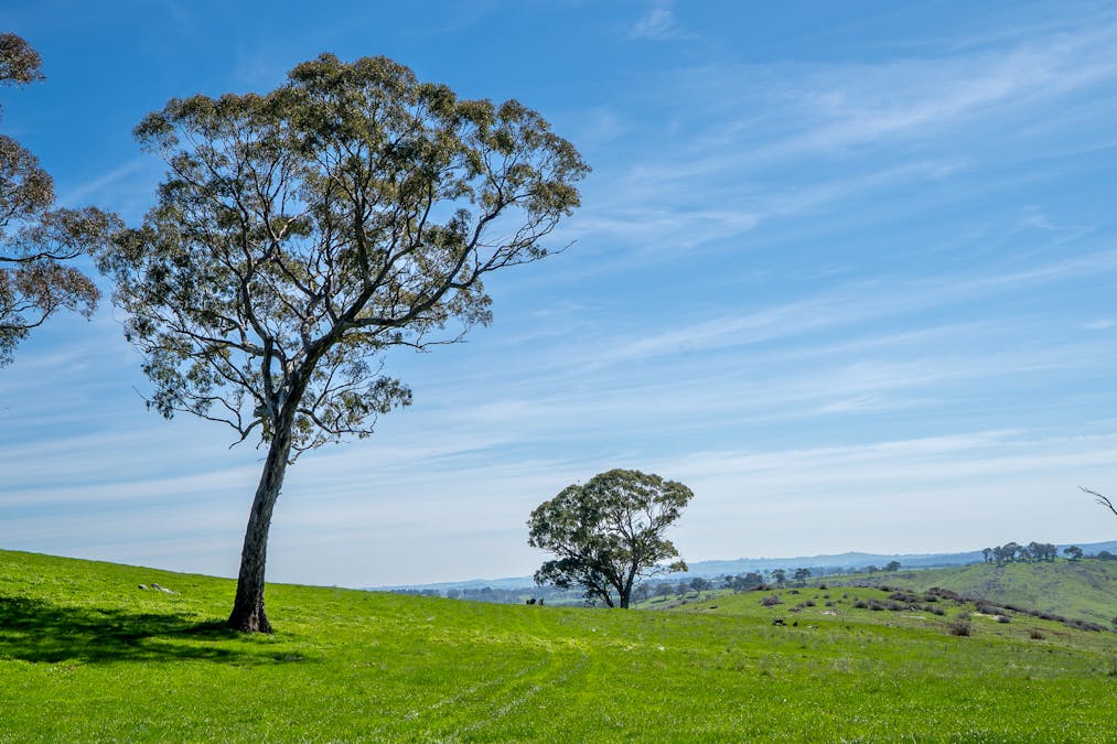 321 Mount Macquarie Road, Carcoar, NSW, 2791 - Image 4