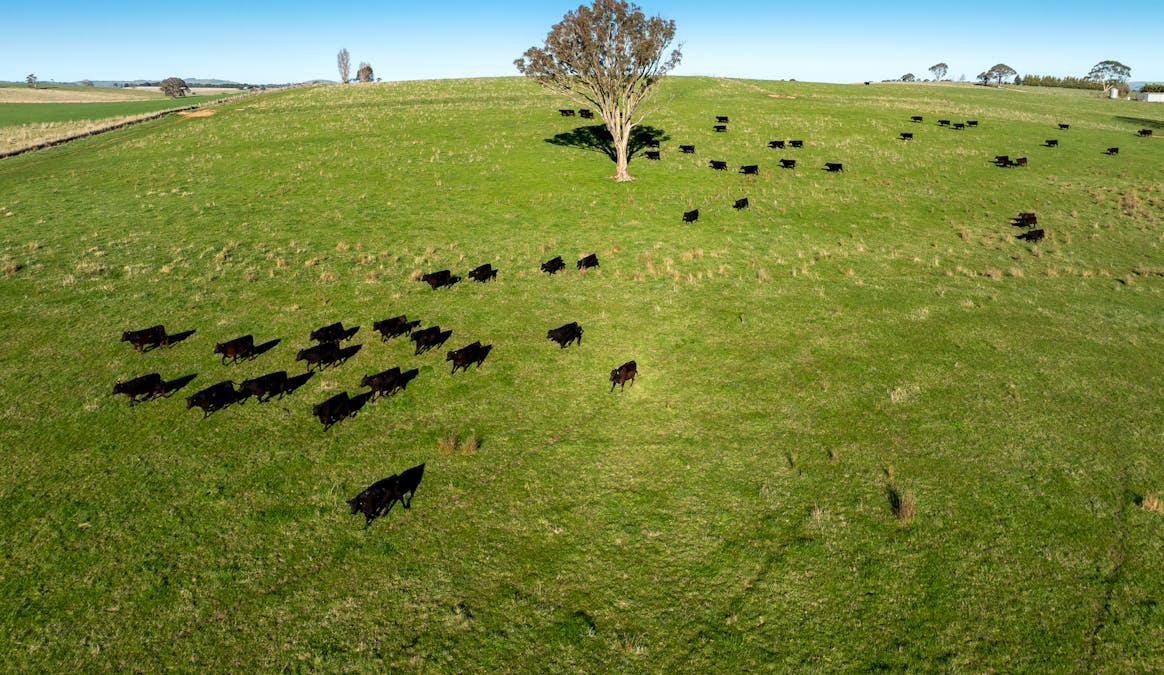 110 & 136 Beneree Road, Tallwood, NSW, 2798 - Image 4