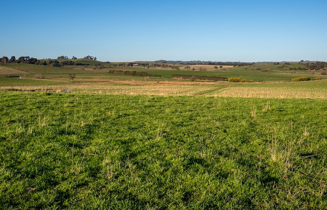 110 & 136 Beneree Road, Tallwood, NSW, 2798 - Image 19