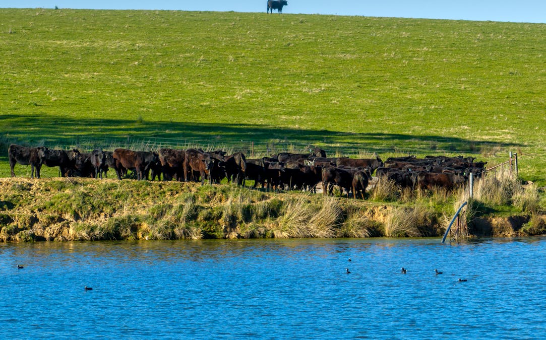 110 & 136 Beneree Road, Tallwood, NSW, 2798 - Image 28