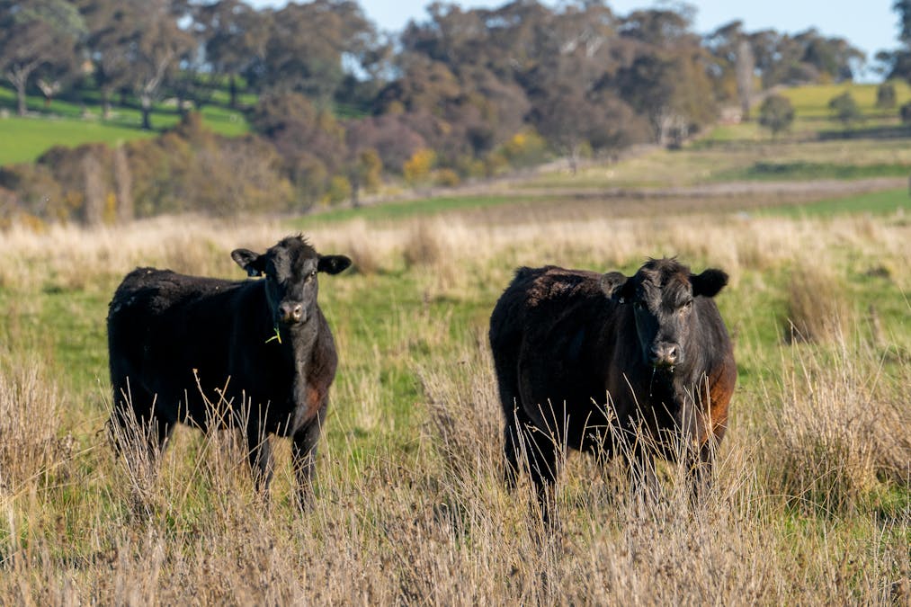 110 & 136 Beneree Road, Tallwood, NSW, 2798 - Image 15