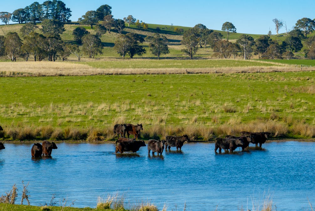 110 & 136 Beneree Road, Tallwood, NSW, 2798 - Image 16