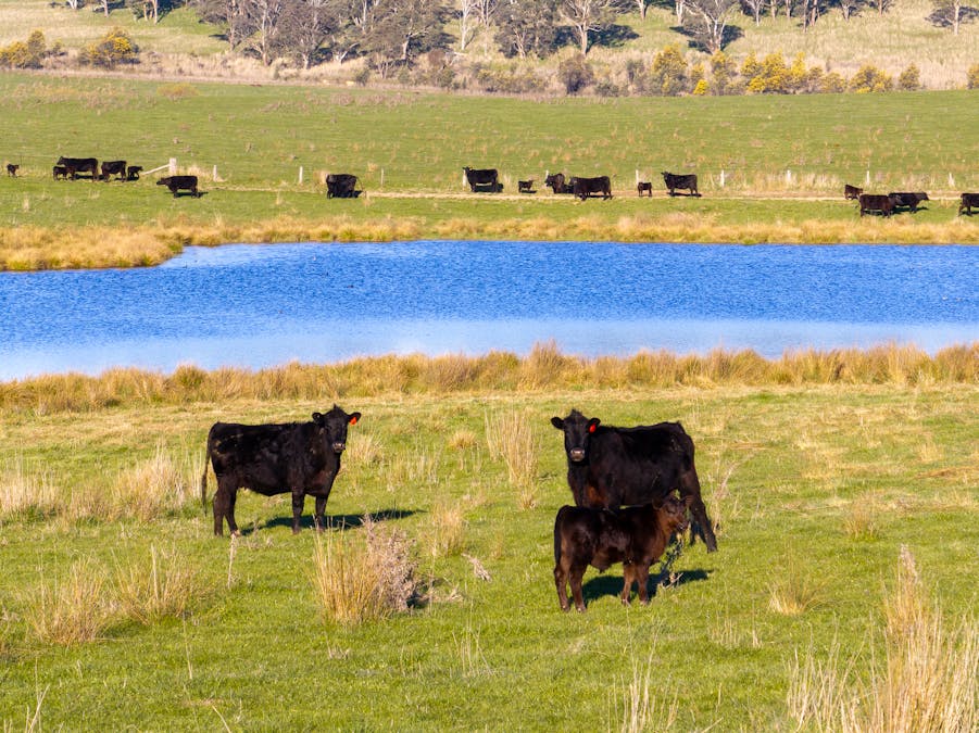 110 & 136 Beneree Road, Tallwood, NSW, 2798 - Image 20