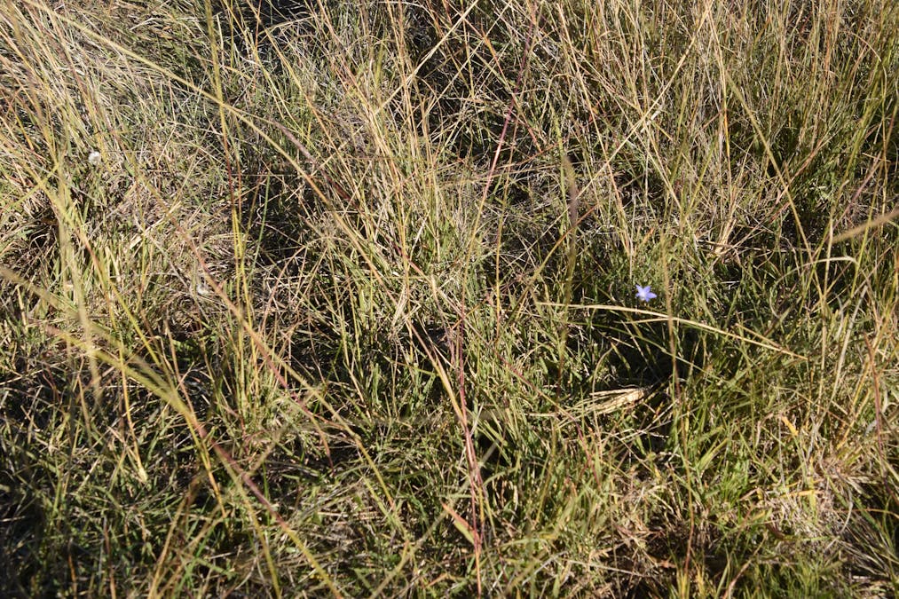 804 Old Yullundry Road, Yullundry, NSW, 2867 - Image 8