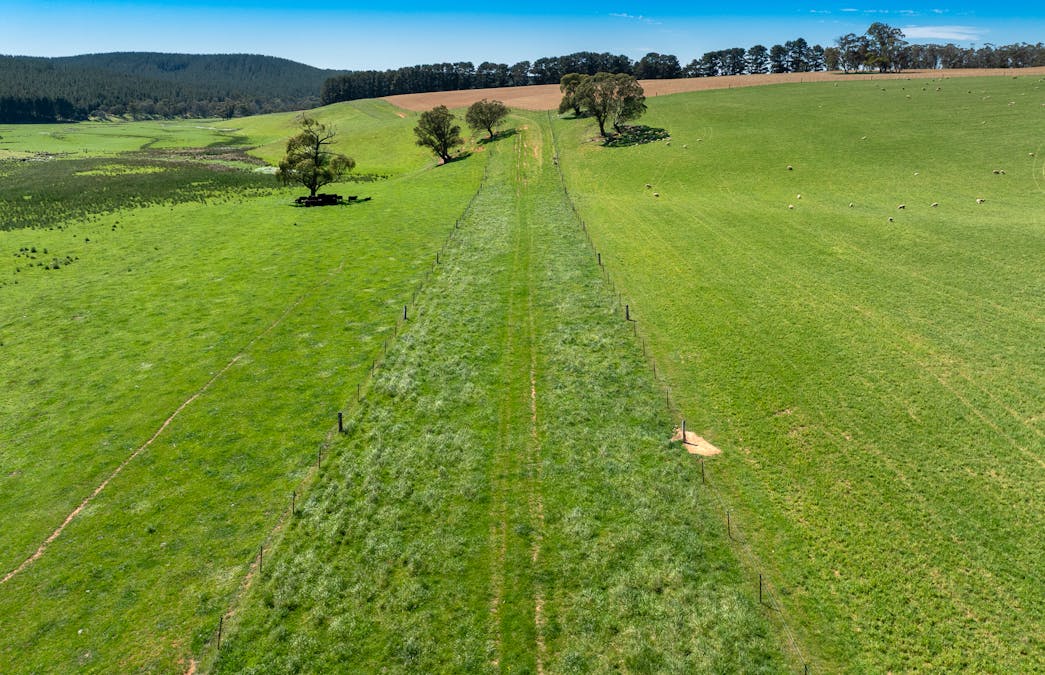 439 Tuglow Forest Road, Shooters Hill, NSW, 2787 - Image 4