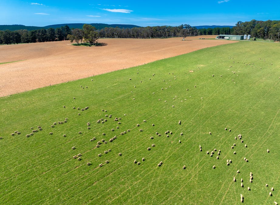 439 Tuglow Forest Road, Shooters Hill, NSW, 2787 - Image 5