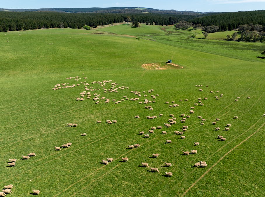 439 Tuglow Forest Road, Shooters Hill, NSW, 2787 - Image 3