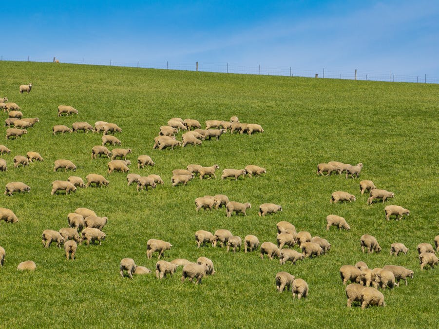 439 Tuglow Forest Road, Shooters Hill, NSW, 2787 - Image 7