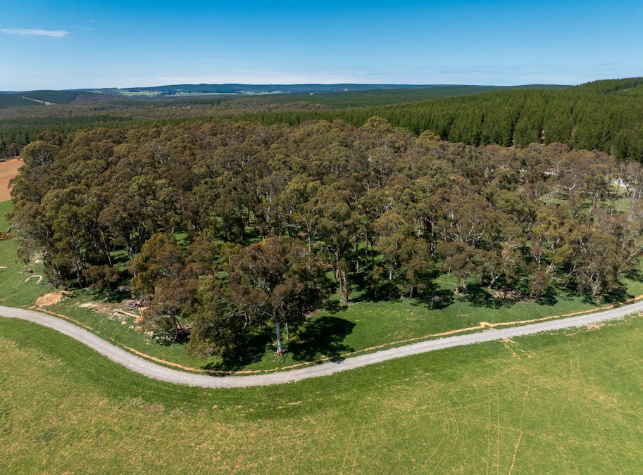 439 Tuglow Forest Road, Shooters Hill, NSW, 2787 - Image 16