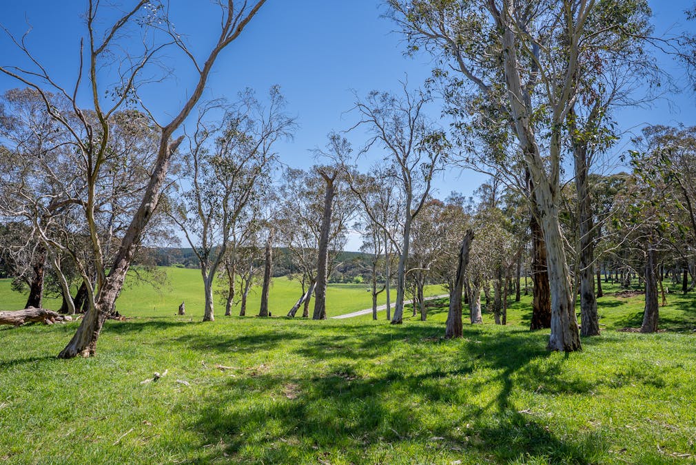 439 Tuglow Forest Road, Shooters Hill, NSW, 2787 - Image 17