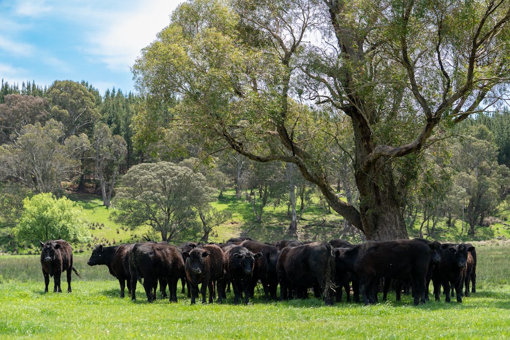 439 Tuglow Forest Road, Shooters Hill, NSW, 2787 - Image 28