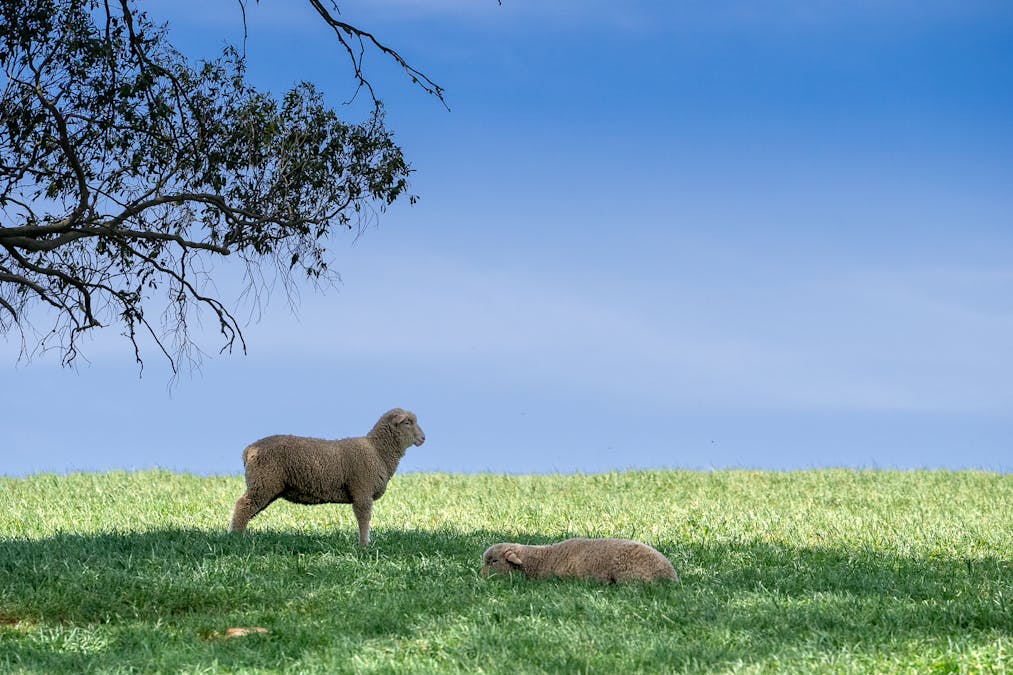 439 Tuglow Forest Road, Shooters Hill, NSW, 2787 - Image 29