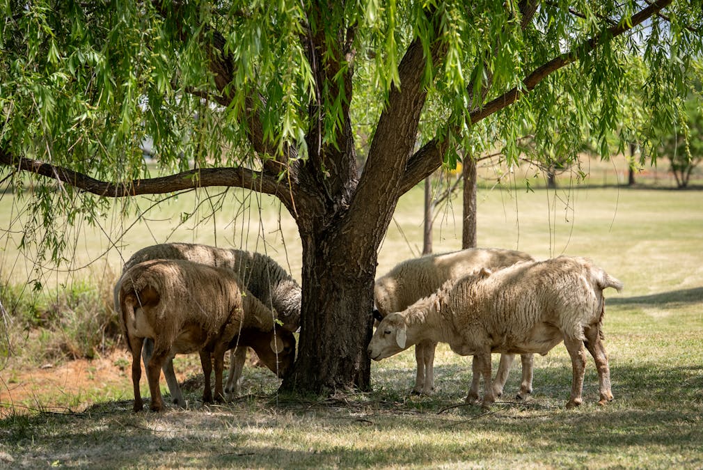 20 Square Road, Moorbel, NSW, 2804 - Image 16