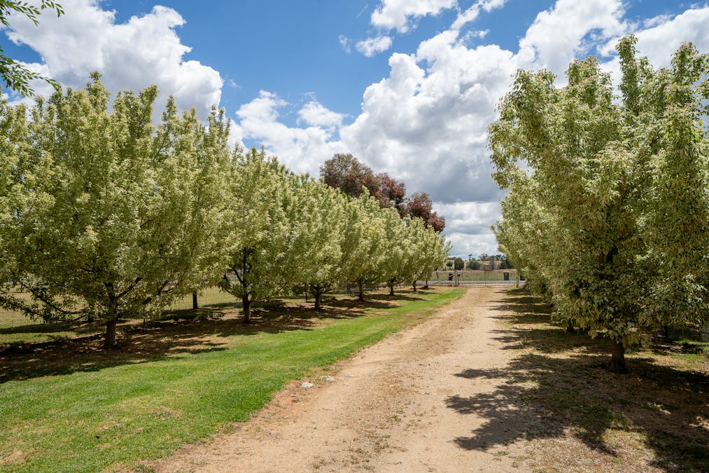 20 Square Road, Moorbel, NSW, 2804 - Image 17