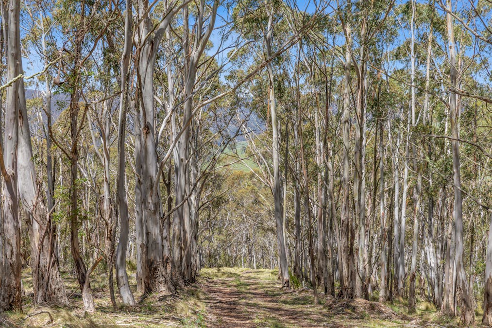 363 Sheepstation Forest Road, Gingkin, NSW, 2787 - Image 15
