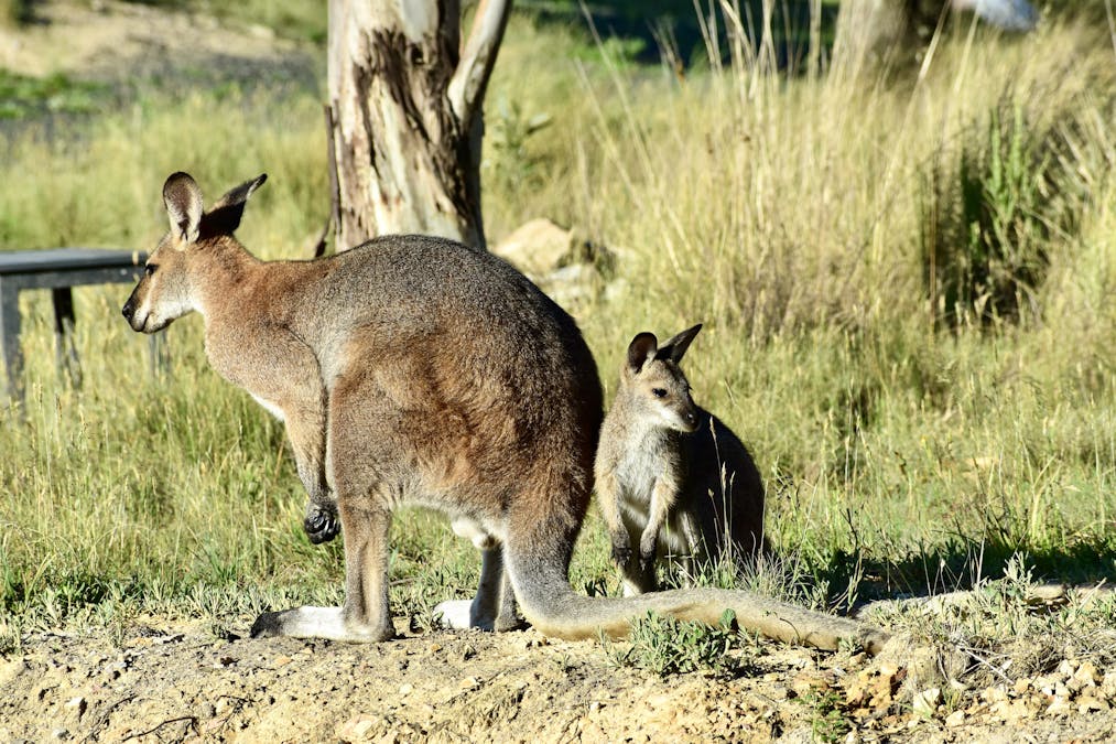 363 Sheepstation Forest Road, Gingkin, NSW, 2787 - Image 19