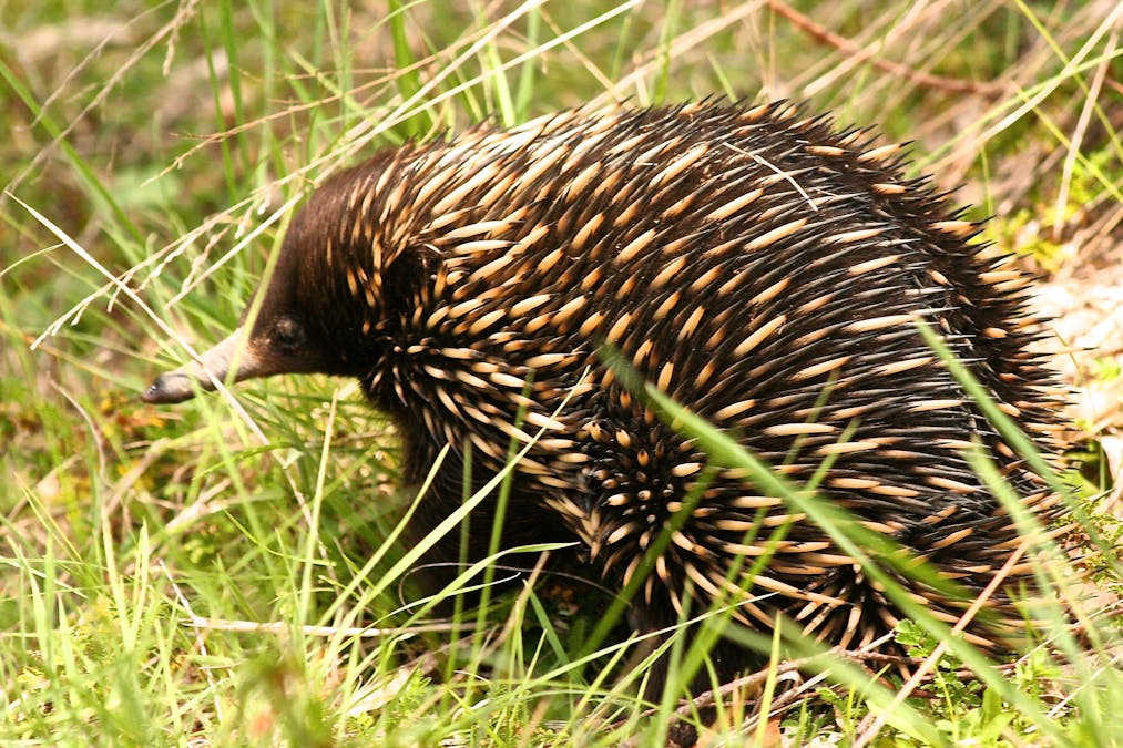 363 Sheepstation Forest Road, Gingkin, NSW, 2787 - Image 20