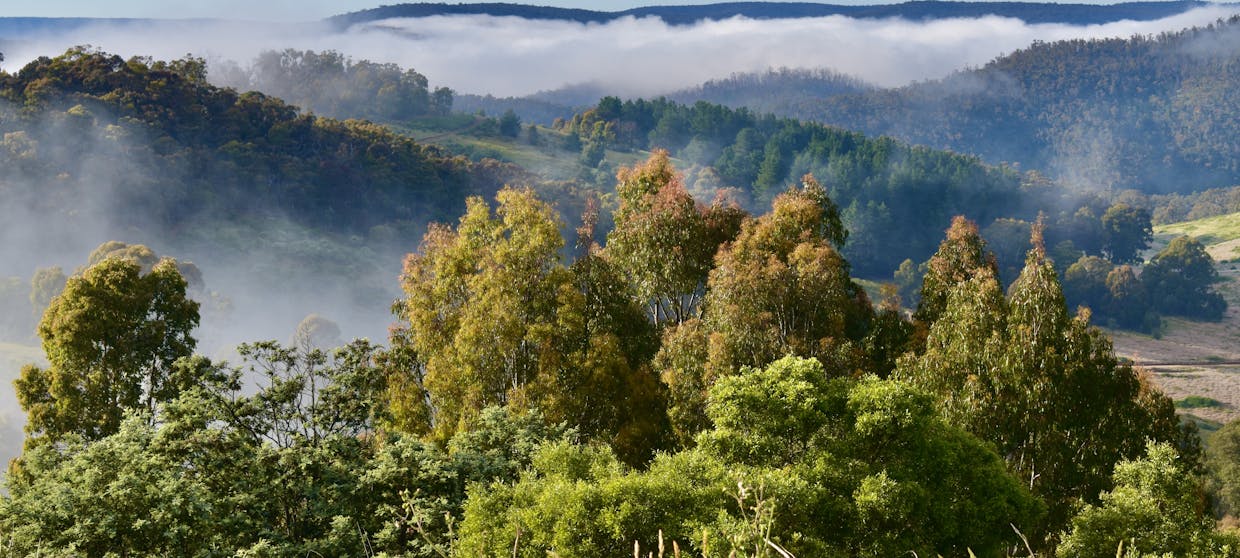 363 Sheepstation Forest Road, Gingkin, NSW, 2787 - Image 21