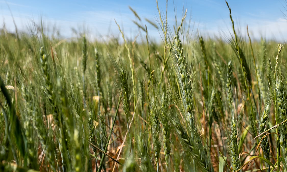 'Matilda' 147 Noonbinna East Road, Cowra, NSW, 2794 - Image 26