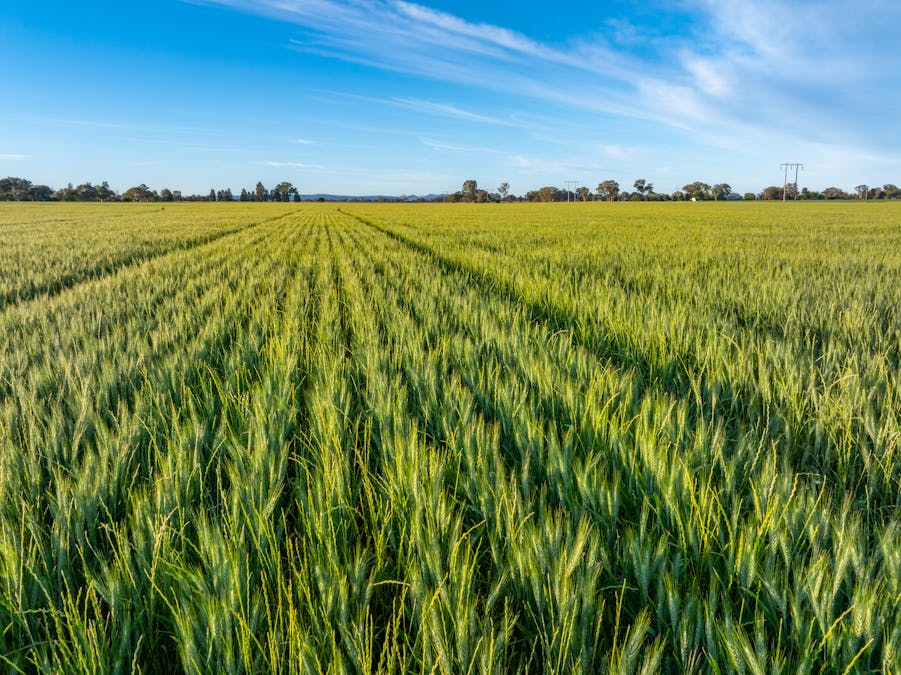 'Matilda' 147 Noonbinna East Road, Cowra, NSW, 2794 - Image 3