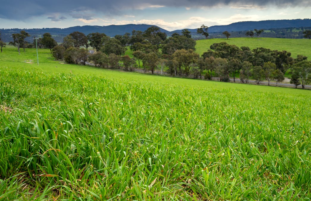 1712 Hazelgrove Road, Tarana, NSW, 2787 - Image 18