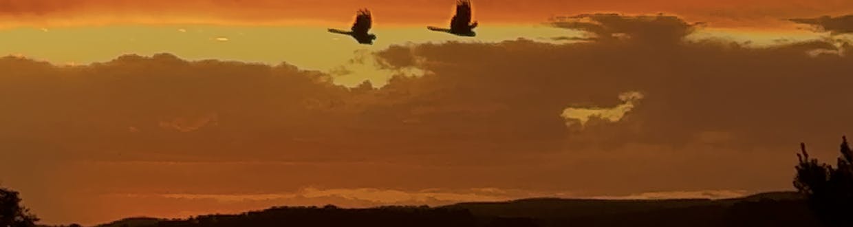 363 Sheepstation Forest Road, Gingkin, NSW, 2787 - Image 22