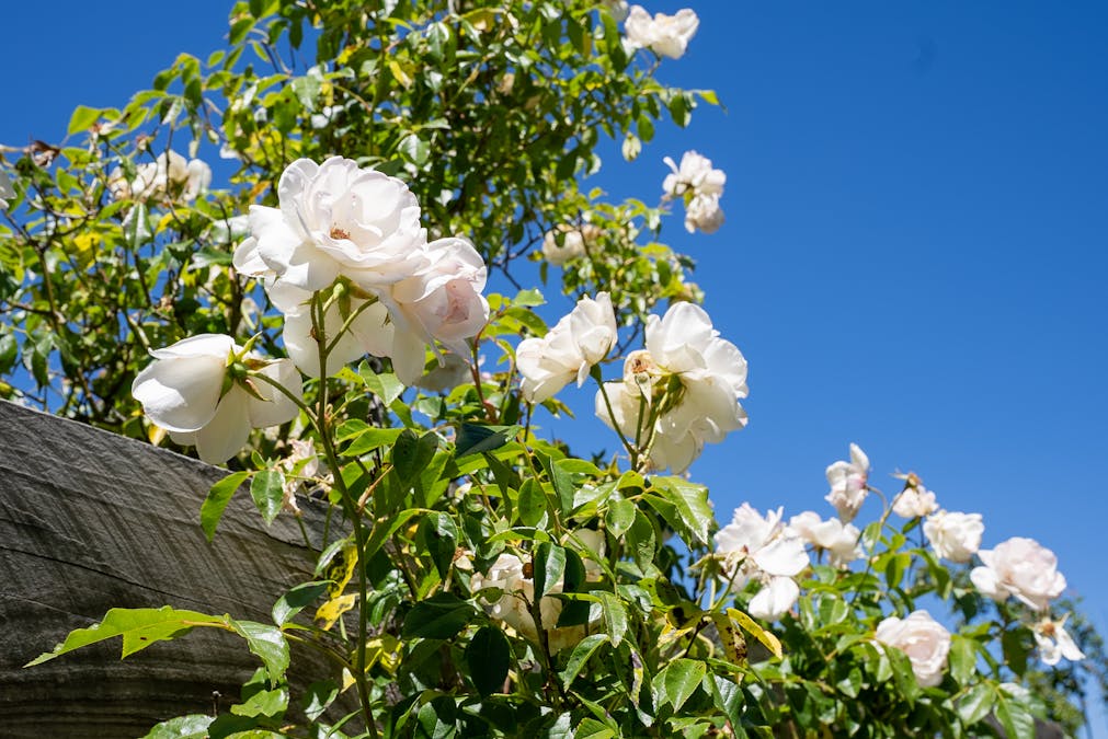 132 Hazelgrove Road, Oberon, NSW, 2787 - Image 16