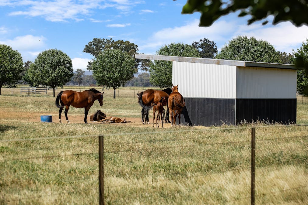 'Southbank' 408 Farleigh Trig Road, Cowra, NSW, 2794 - Image 23