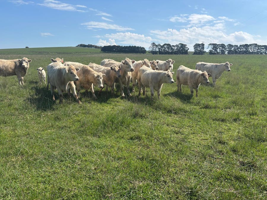 1017 Old Lachlan Road, Barry, NSW, 2799 - Image 19