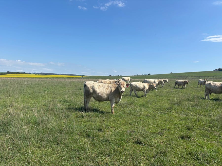 1017 Old Lachlan Road, Barry, NSW, 2799 - Image 3