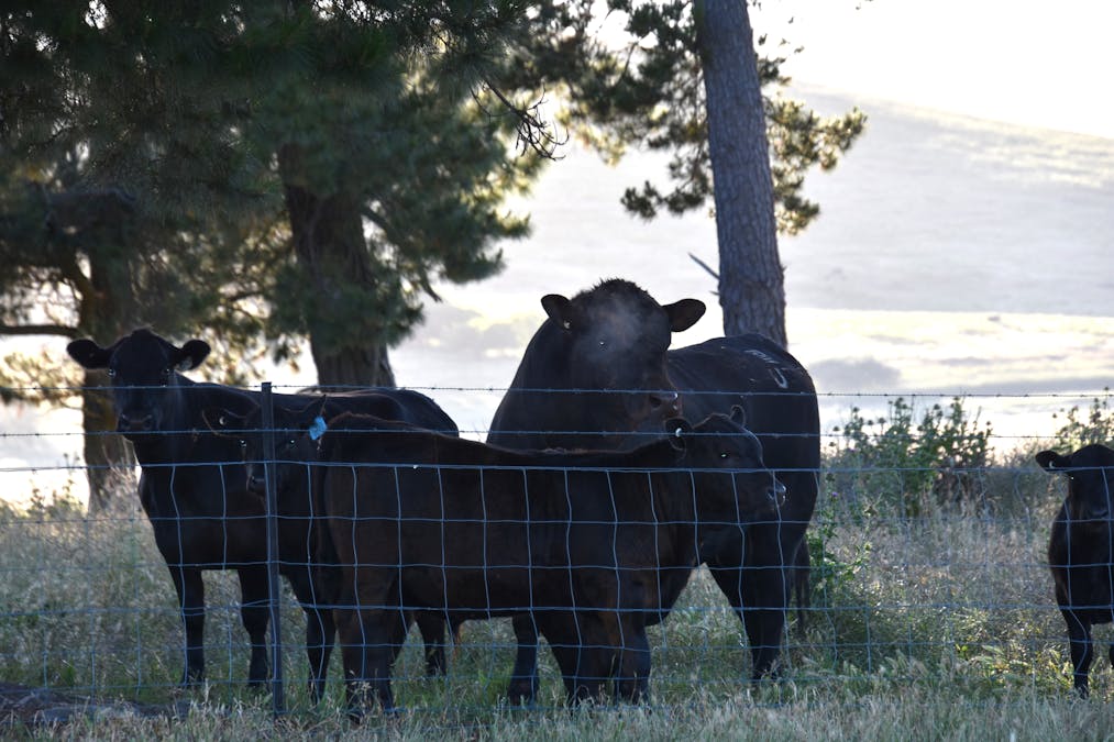 584 Three Brothers Road, Moorilda, NSW, 2795 - Image 18