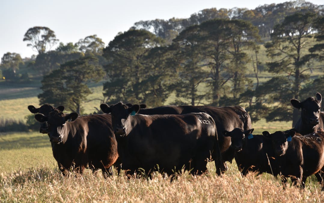 584 Three Brothers Road, Moorilda, NSW, 2795 - Image 7